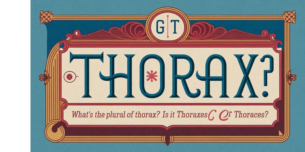 What’s the Plural of Thorax? Is it Thoraxes or Thoraces?