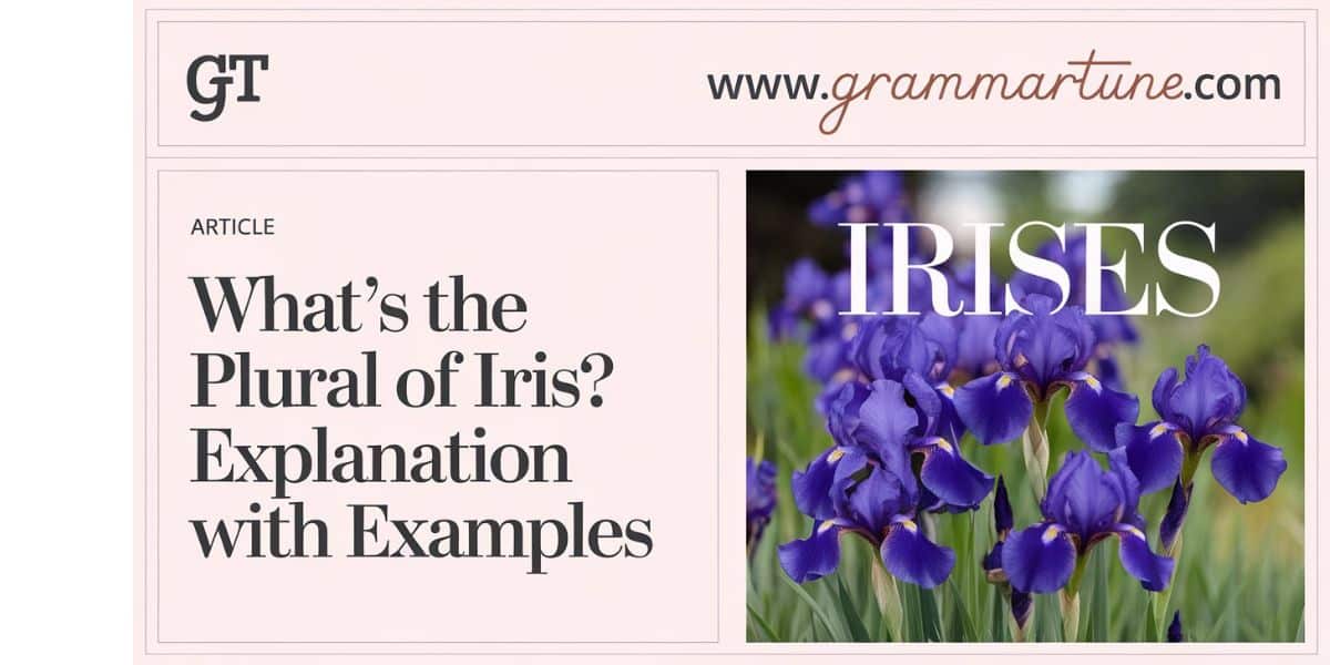 What’s the Plural of Iris? Explaination with Examples