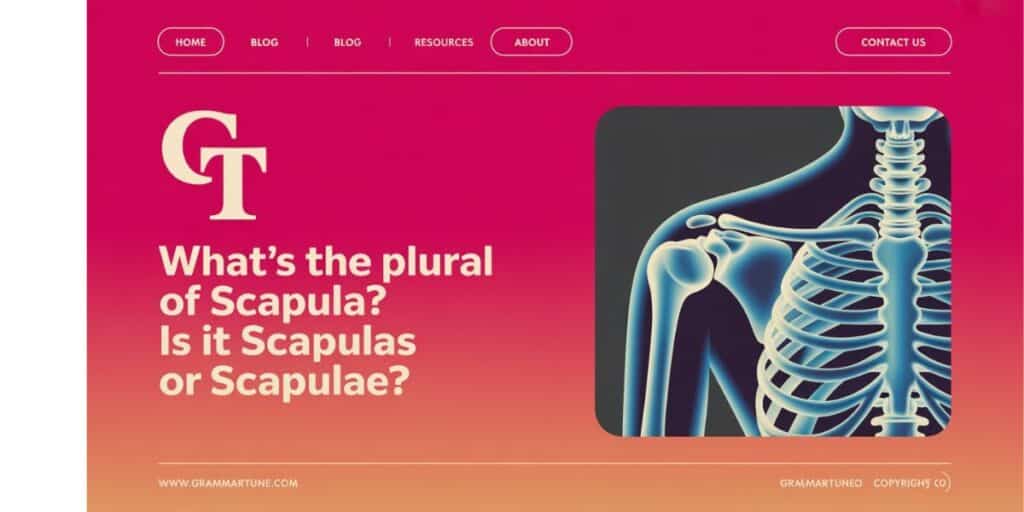 What’s the Plural of Scapula? Is it Scapulas or Scapulae?